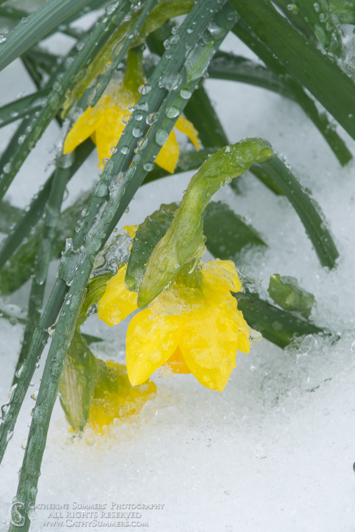 Daffodils Bent Over in the Snow: Falls Church, Virginia