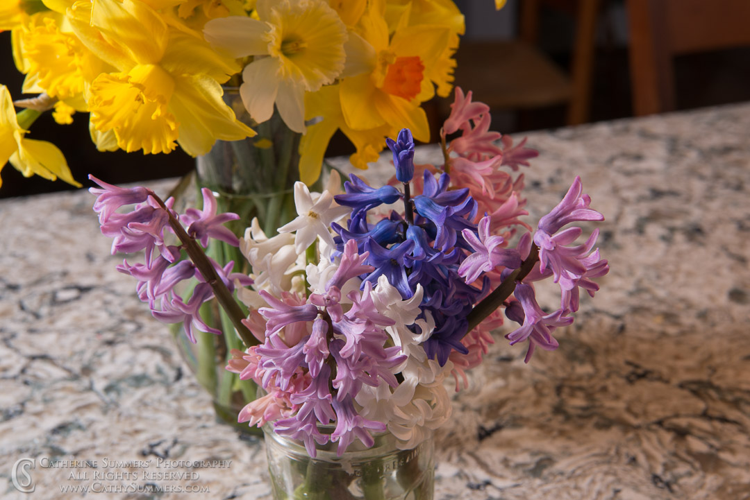 Jar of Hyacinth Flowers: Falls Church, Virginia