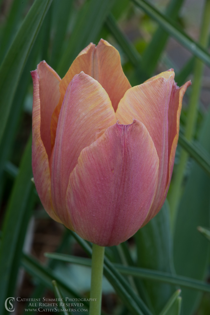 Pink and Orange Tulip: Falls Church, Virginia