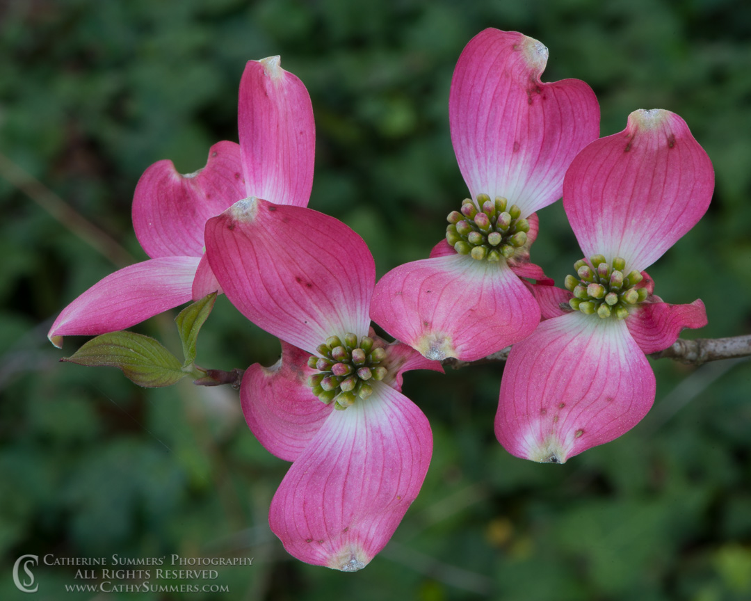 Pink Dogwood Flowers: Falls Church, Virginia