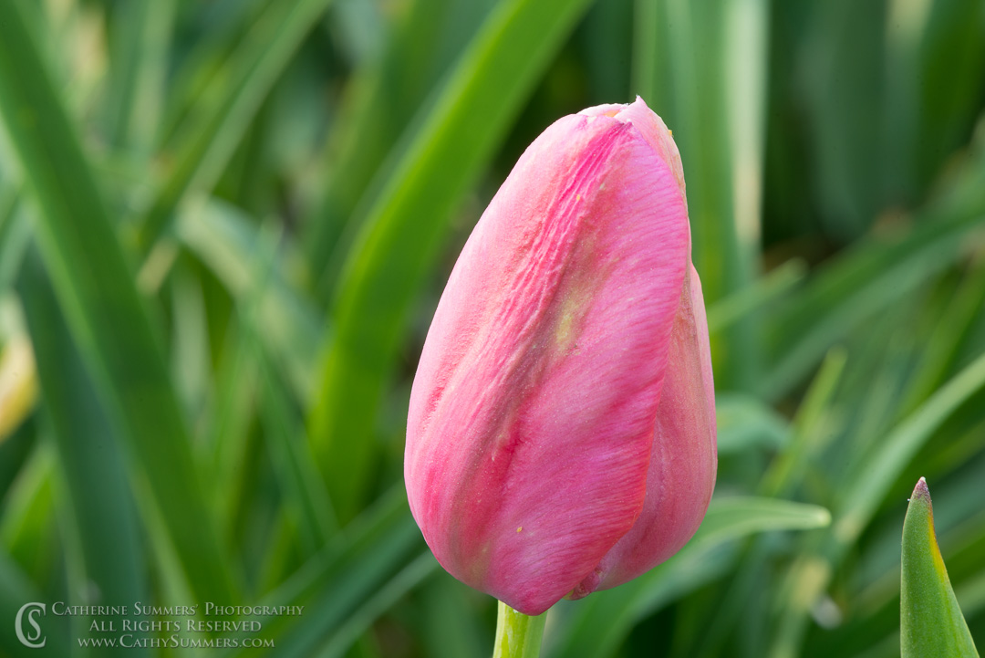 Pink Tulip About to Bloom: Falls Church, Virginia