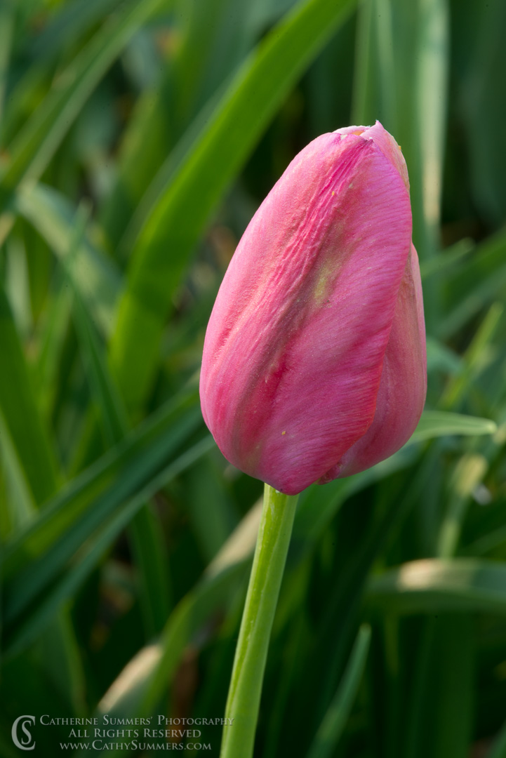 Pink Tulip: Virginia