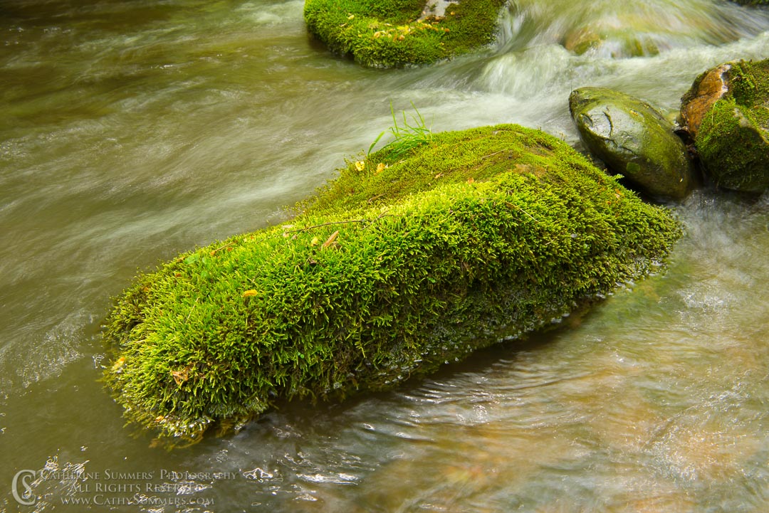 Water Flows Around a Mossy Rock - South Fork of Moormans River: Shenandoah National Park, Virginia
