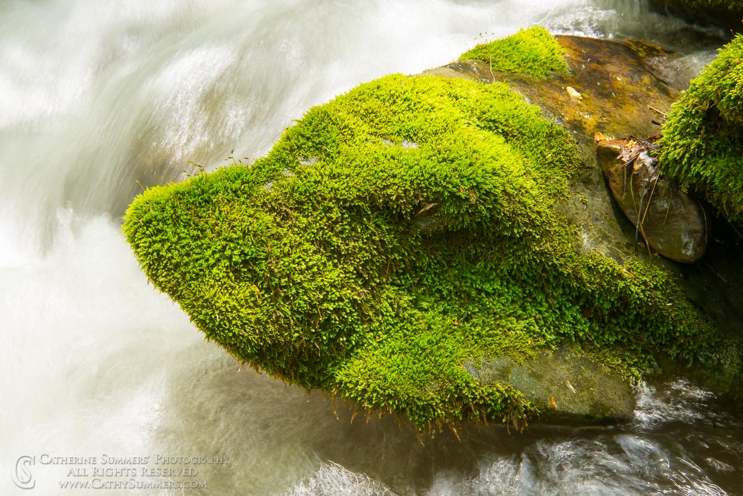 Water Flows Around a Mossy Rock - South Fork of Moormans River: Shenandoah National Park, Virginia