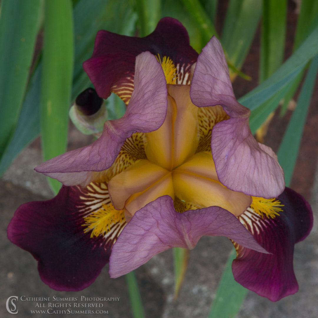 Brearded Iris Macro From Above: Virginia