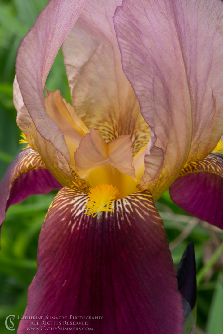 Purple Varigated Bearded Iris Close Up: Falls Church, Virginia
