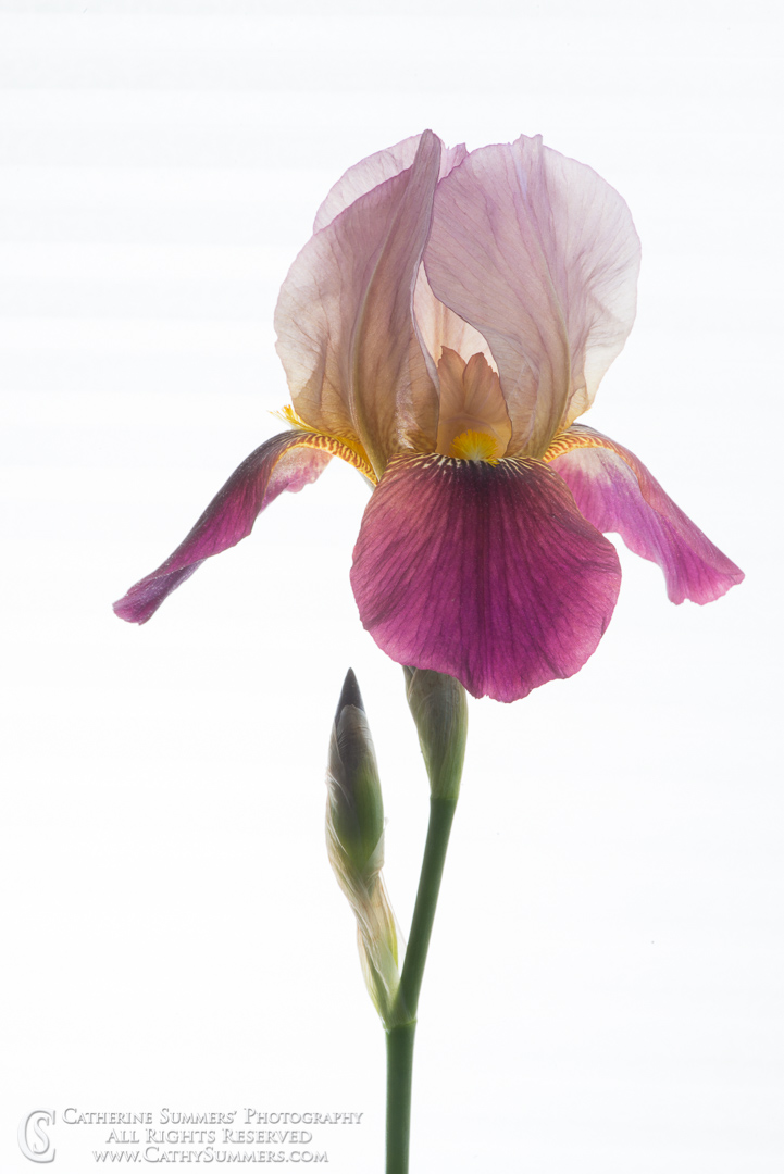 Purple Bearded Iris on White Background: Virginia