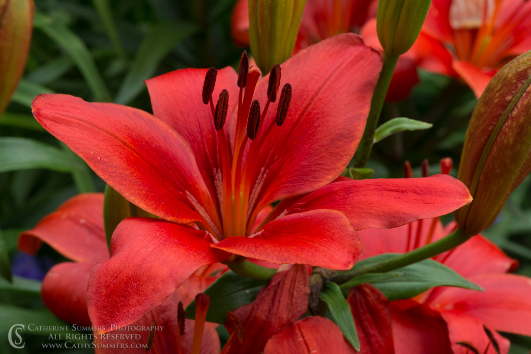 Red Asiatic Lily: Virginia
