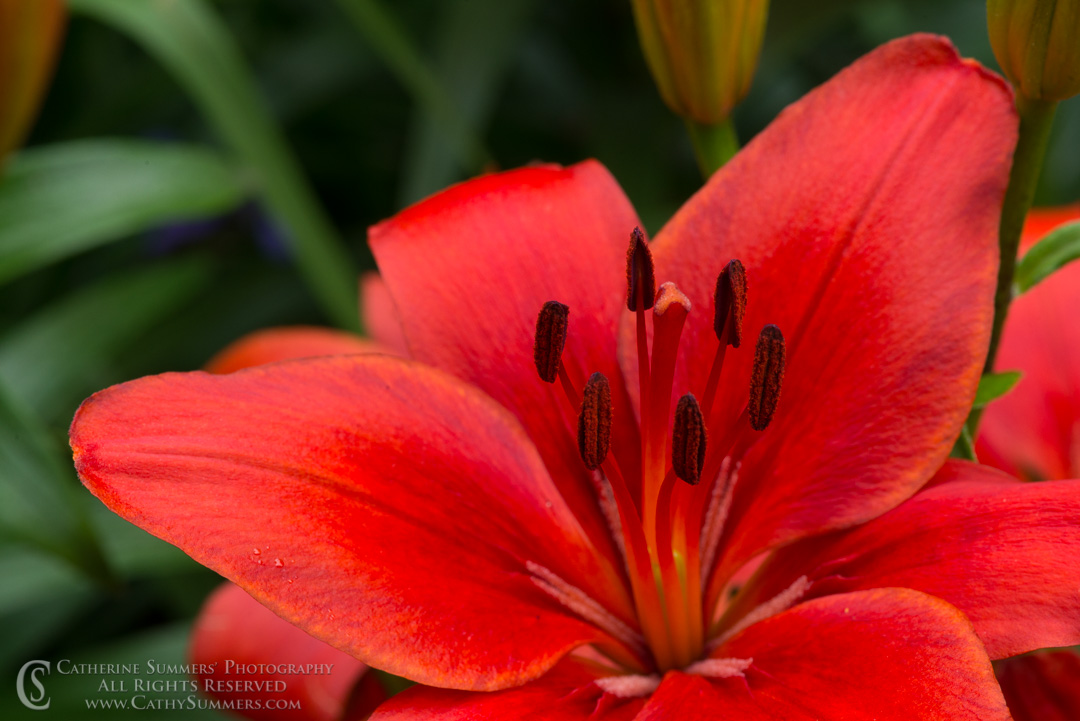 Red Asiatic Lily: Virginia