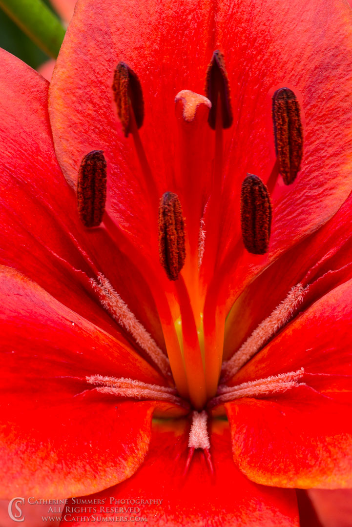 Red Asiatic Lily Macro: Virginia