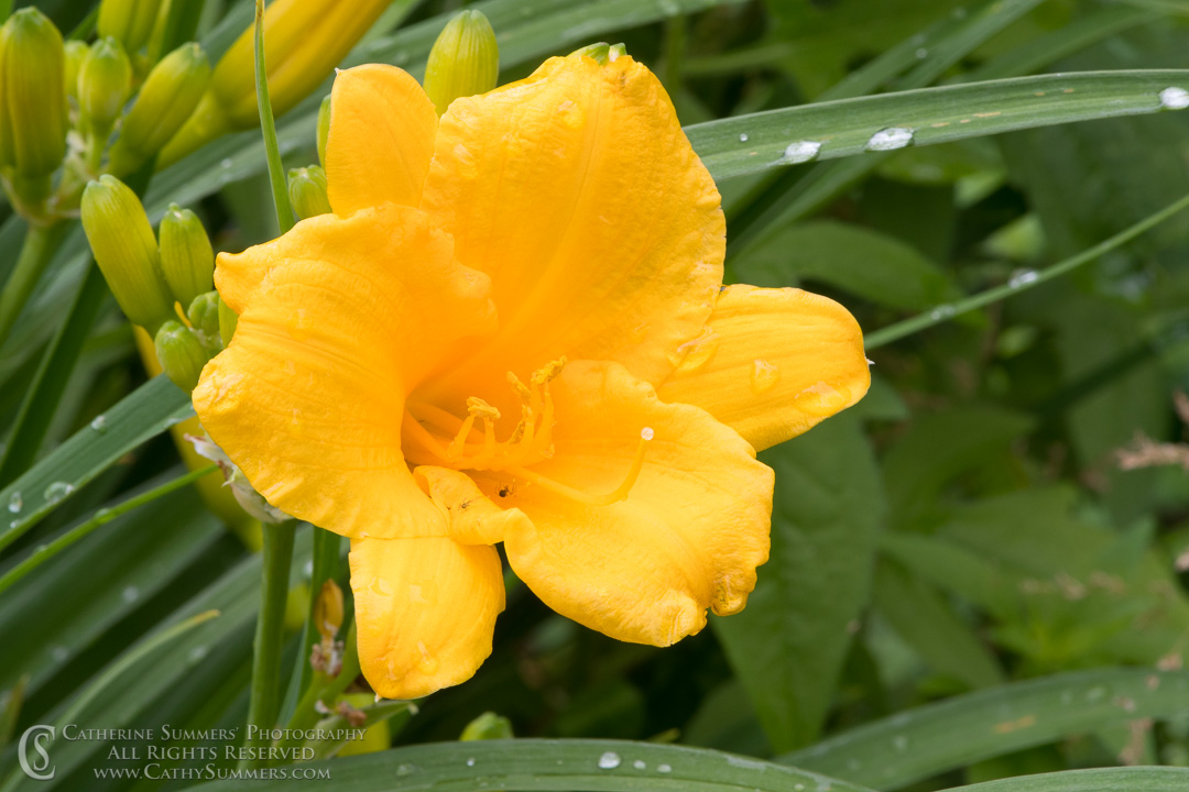 Yellow Daylily in the Rain: Falls Church, Virginia