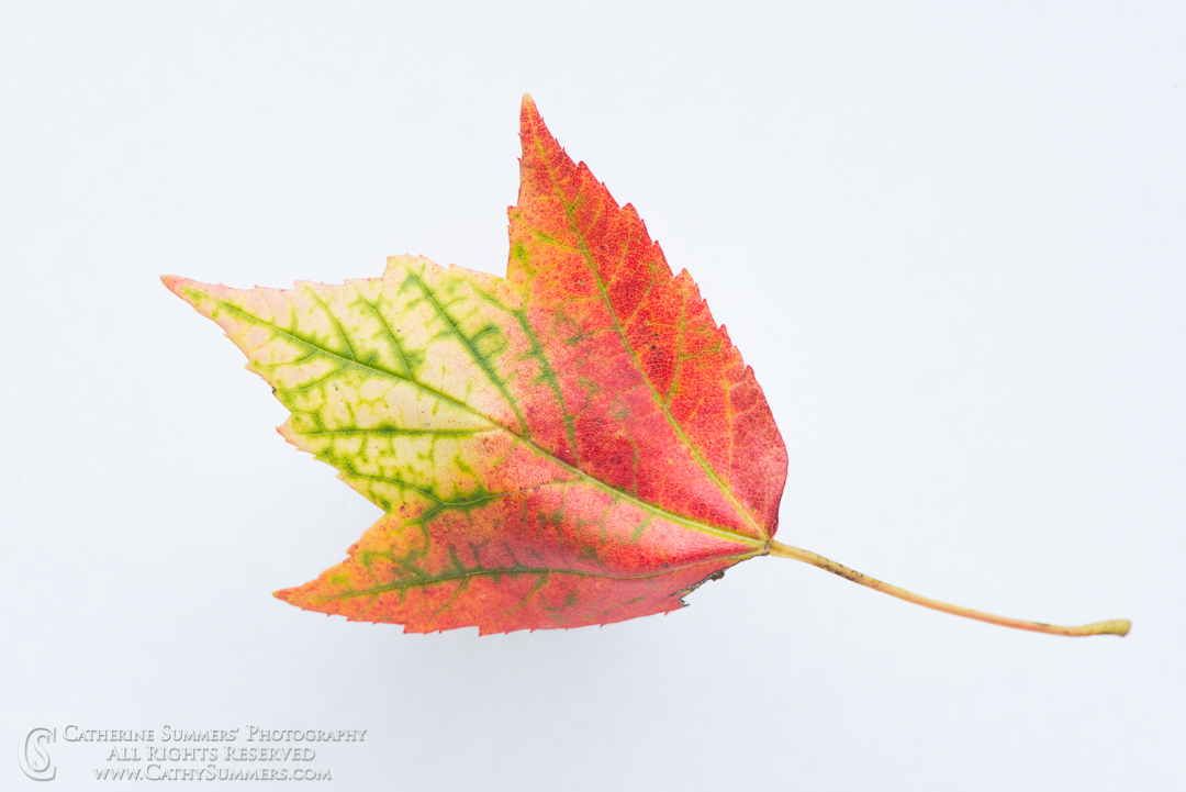 Maple Leaf on White Macro: Virginia