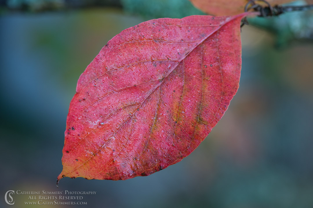 Red Dogwood Leaf Macro: Virginia
