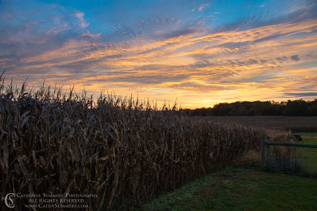 Corn Stalks and Autumn Sunrise: Madison, Virginia