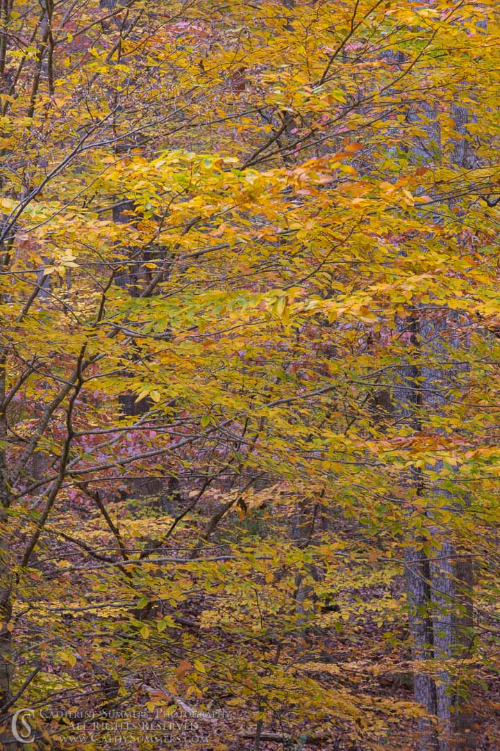 Fall Colors and Branches: Albemarle County, Virginia