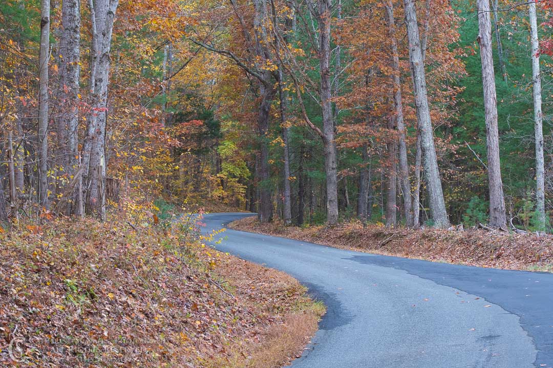 Autumn Colors on a Curving Country Road: Albemarle County, Virginia