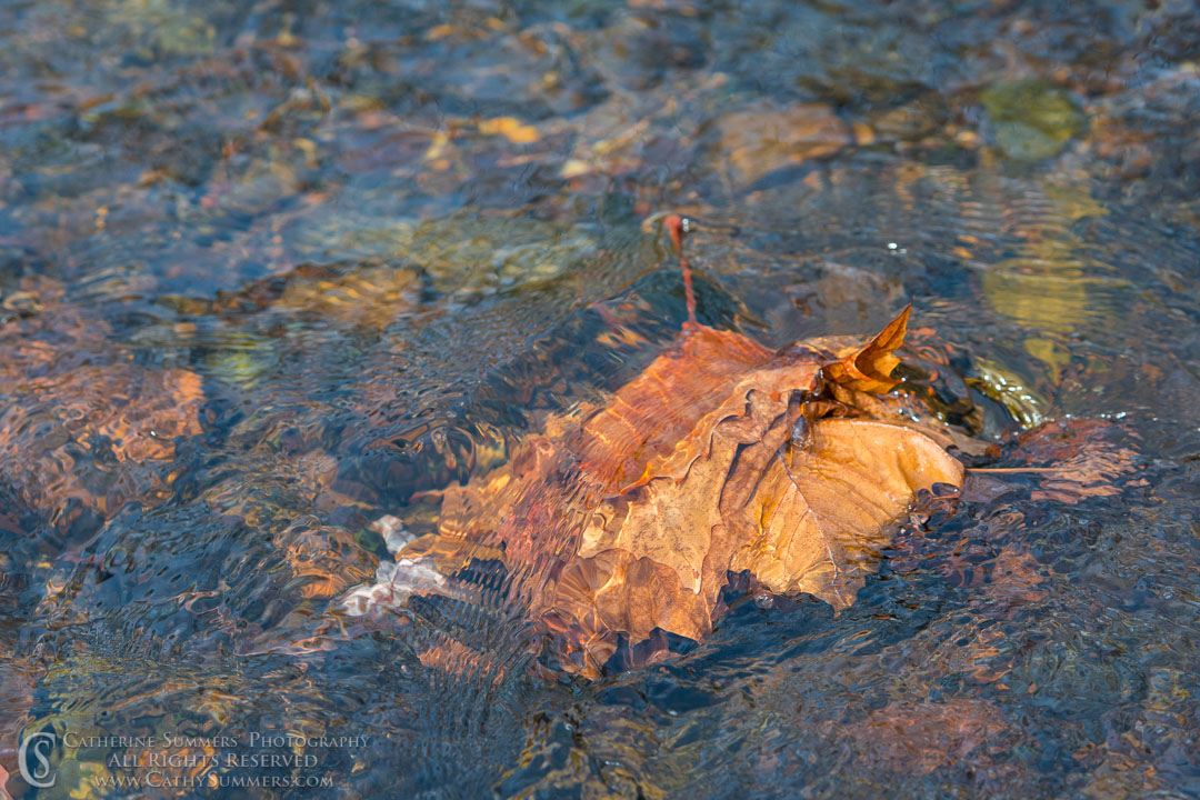 Fallen Leaves Caught on a Midstream Rock: Albemarle County, Virginia