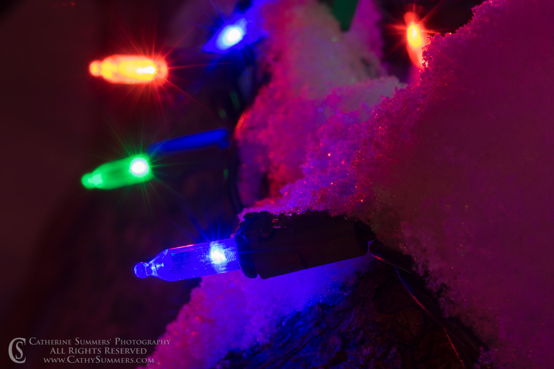 Christmas Lights on Snowy Branches in the Dark: Falls Church, Virginia