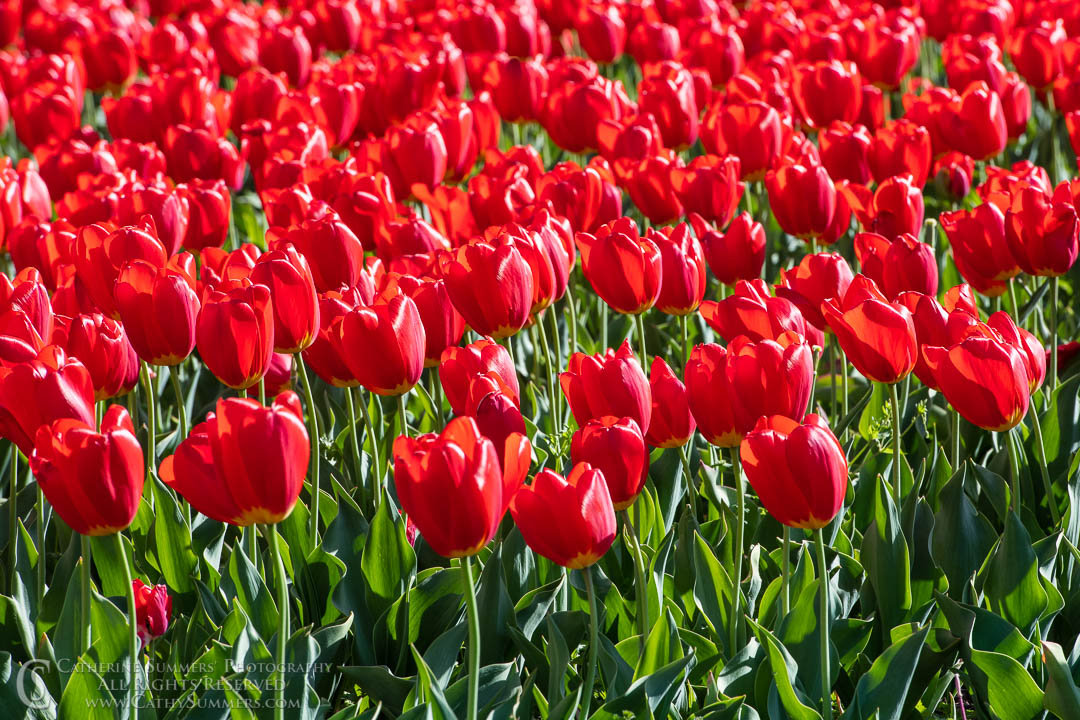 Red Tulips in the Sun: Arlington County, Virginia
