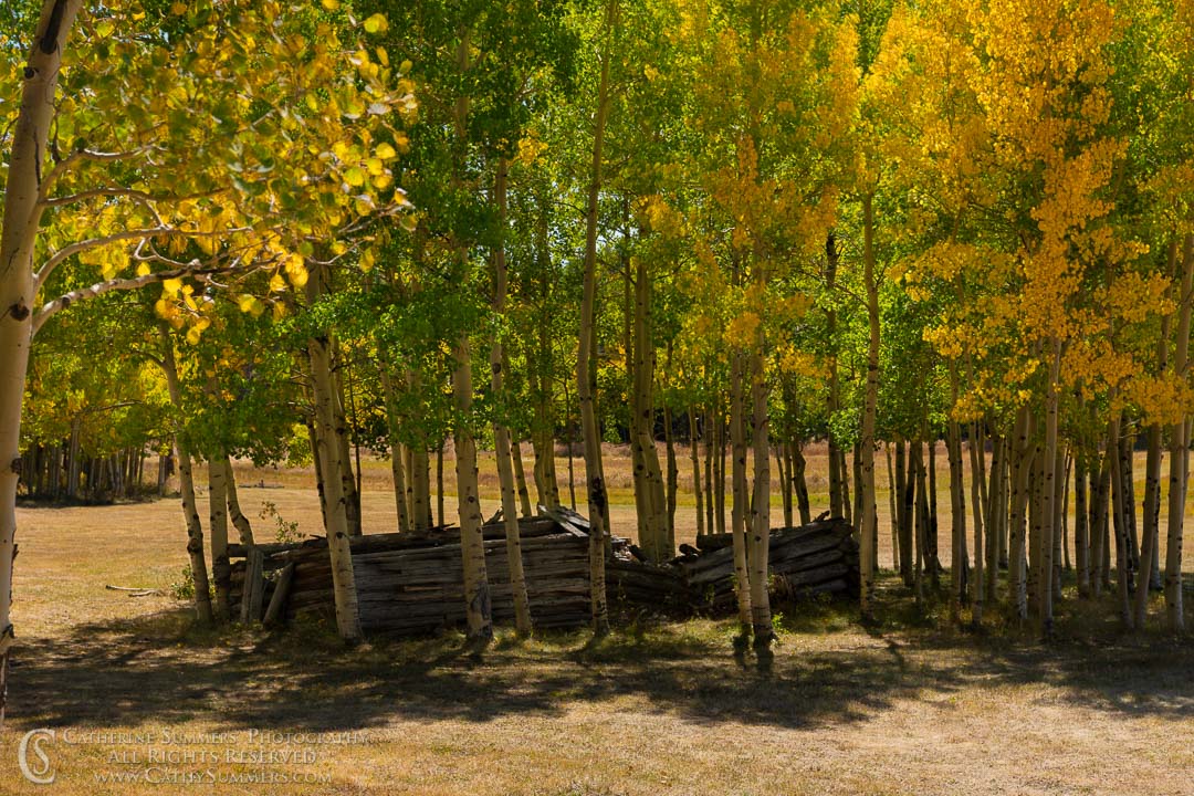 Abandoned Cabin Surrounded by Aspens on an Autumn Afternoon