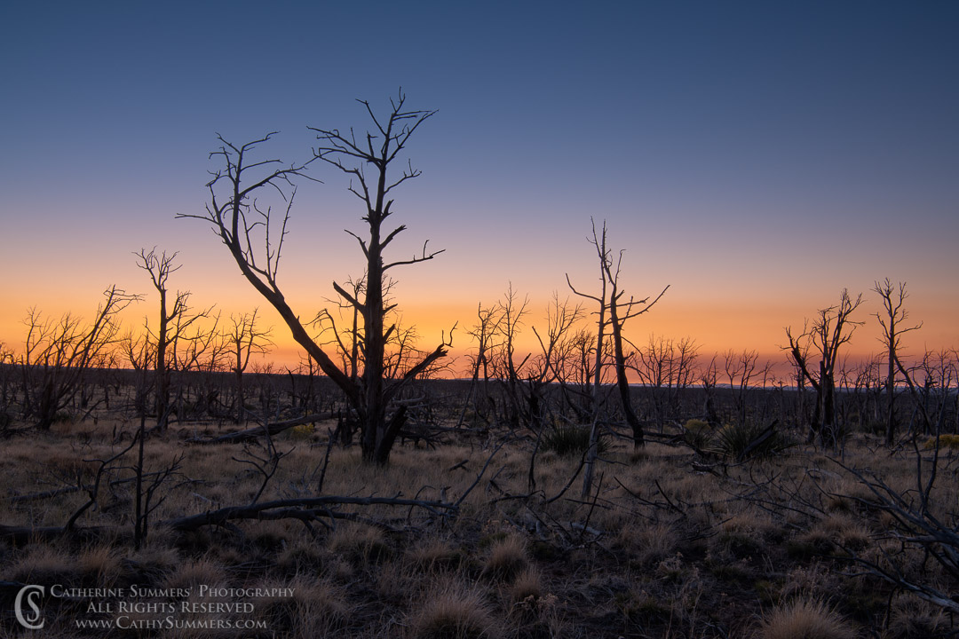 20180918_001: horizontal, trees, dawn, burned, pine tree, silhouette, Mesa Verde National Park, landscape