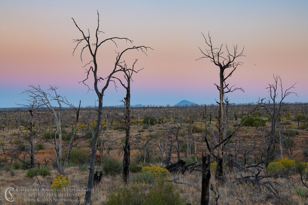 20180918_009: horizontal, trees, dawn, burned, pine tree, silhouette, Mesa Verde National Park, landscape