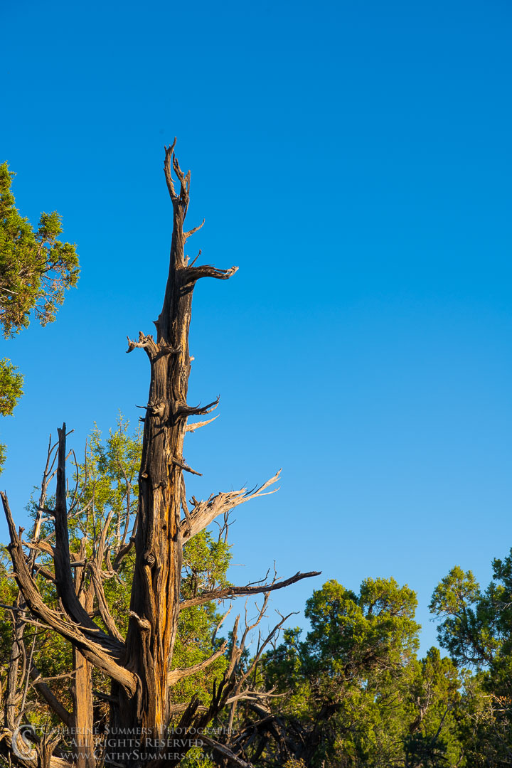 Burned Pine Tree and Blue Sky: Mesa Verde National Park