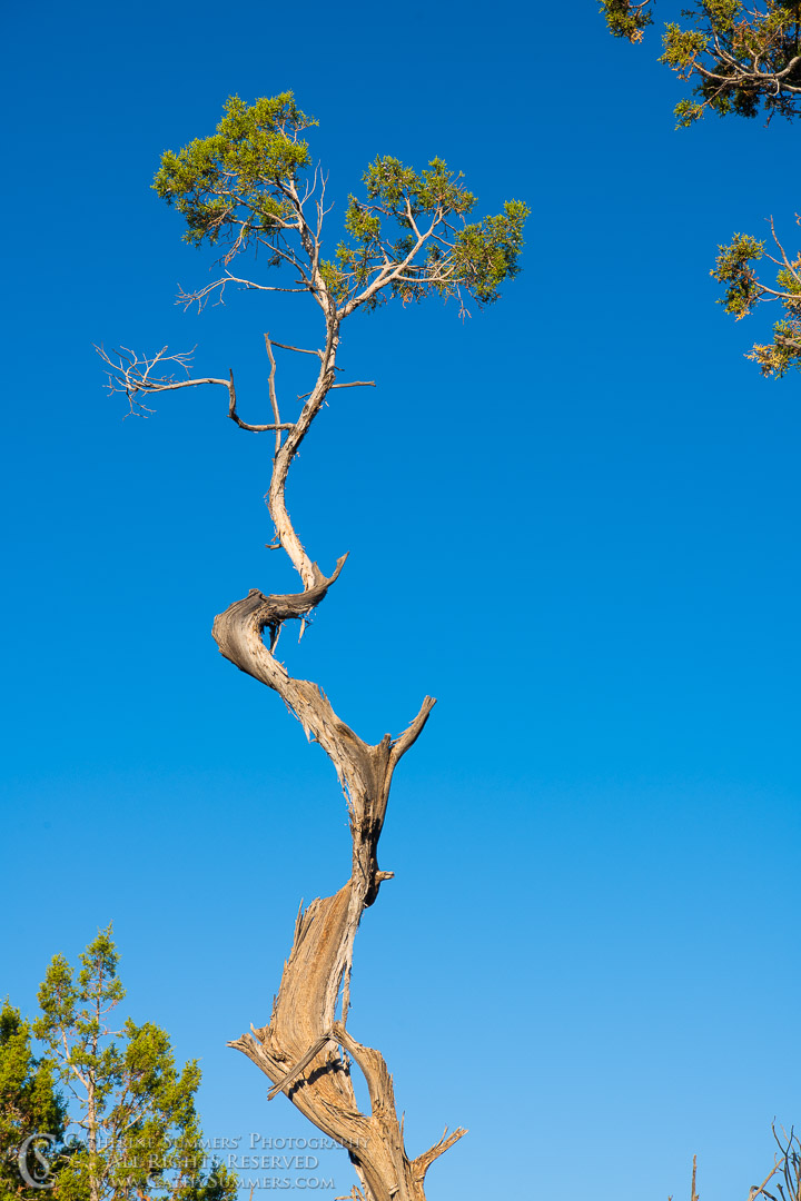 Twisted Pine Tre and Blue Sky: Mesa Verde National Park