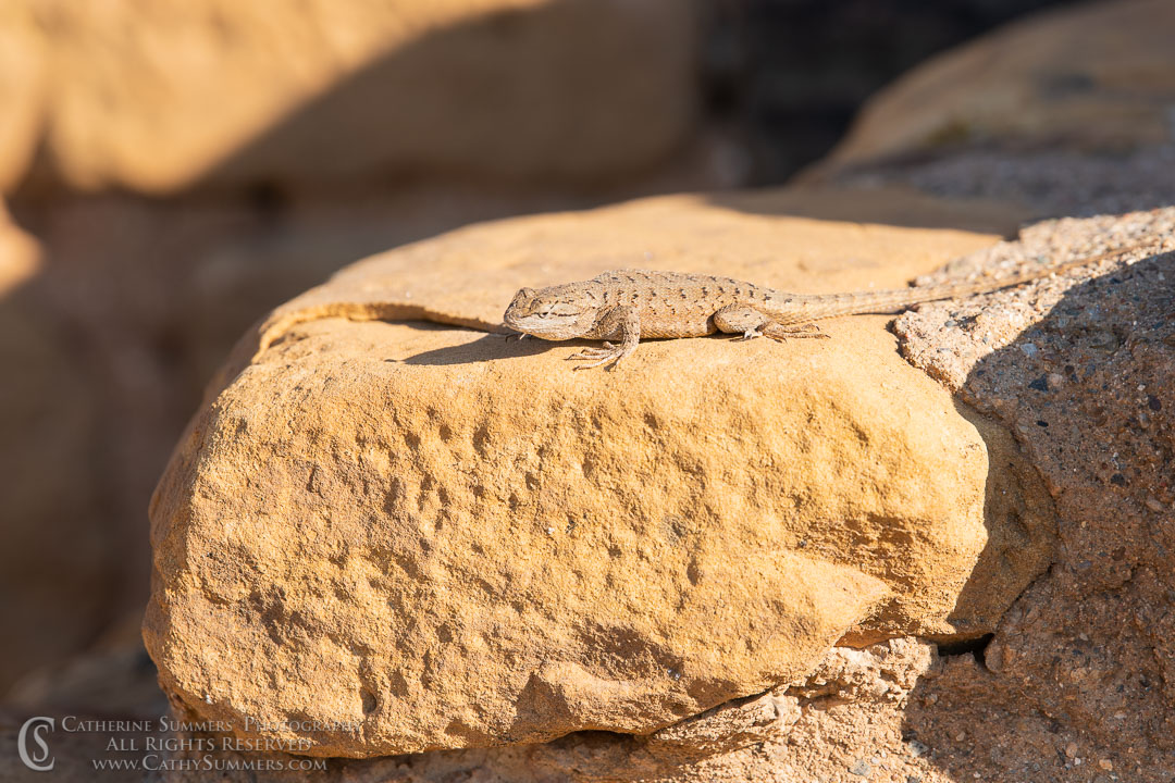 Lizard in the Sunlight at Far View Pueblo: Mesa Verde National Park
