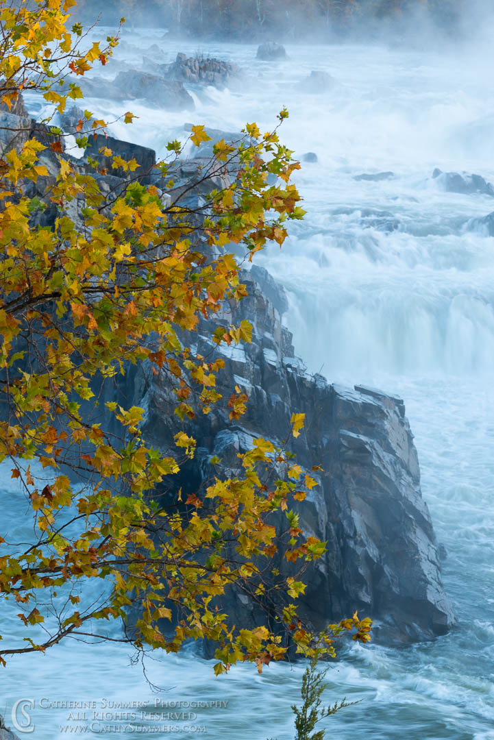 Golden Leaves Before Sunrise on an Autumn Morning at Great Falls of the Potomac: Great Falls National Park, Virginia