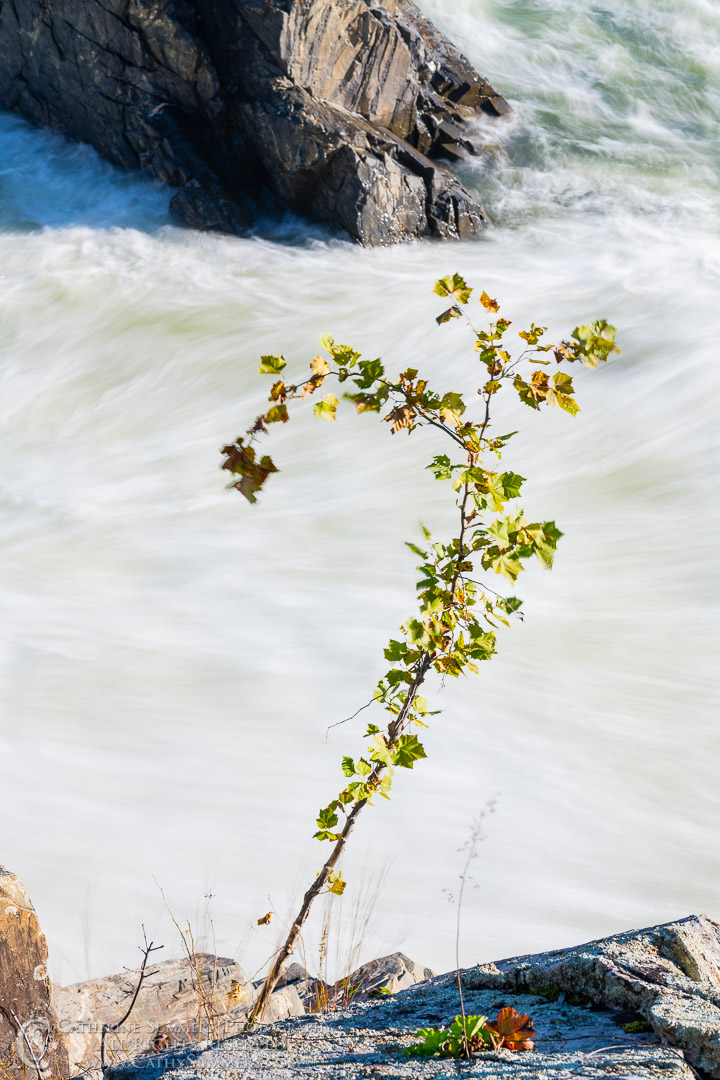 Long Exposure to Blur the Water Behind a Small Tree Clinging to the Cliff Below the Virginia Side of the Great Falls of the Potomac: Great Falls National Park, 