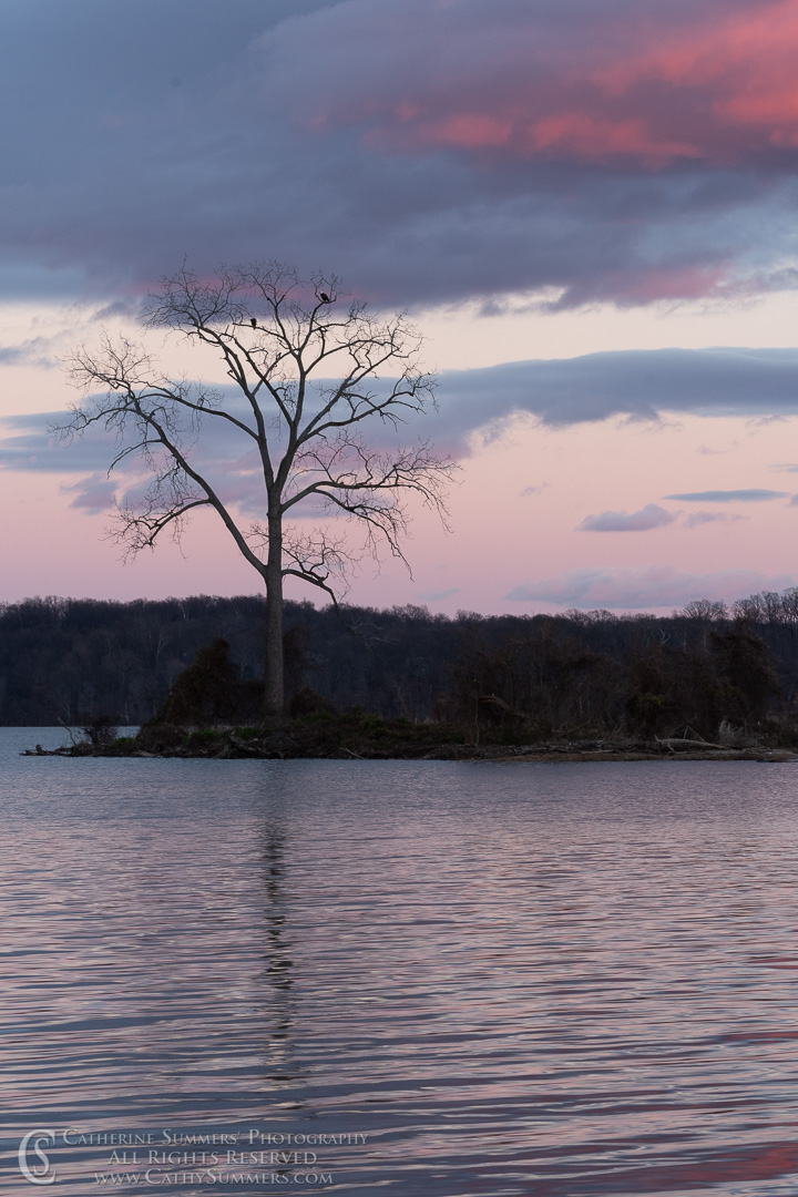 Bald Eagles on the Potomac River at Sunset with Reflections