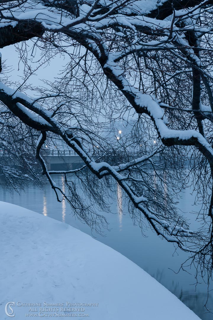 Snow Covered Cherry Trees and Street Lamps at the Tidal Basin