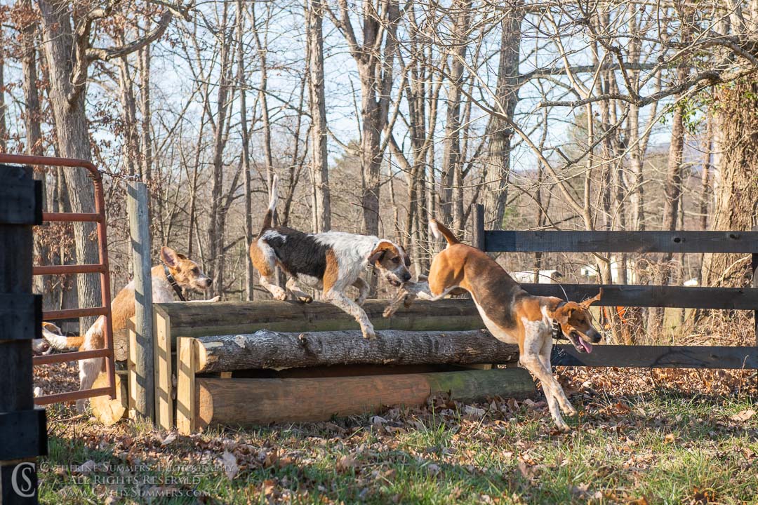 20191207_377: jumping, hounds, logs