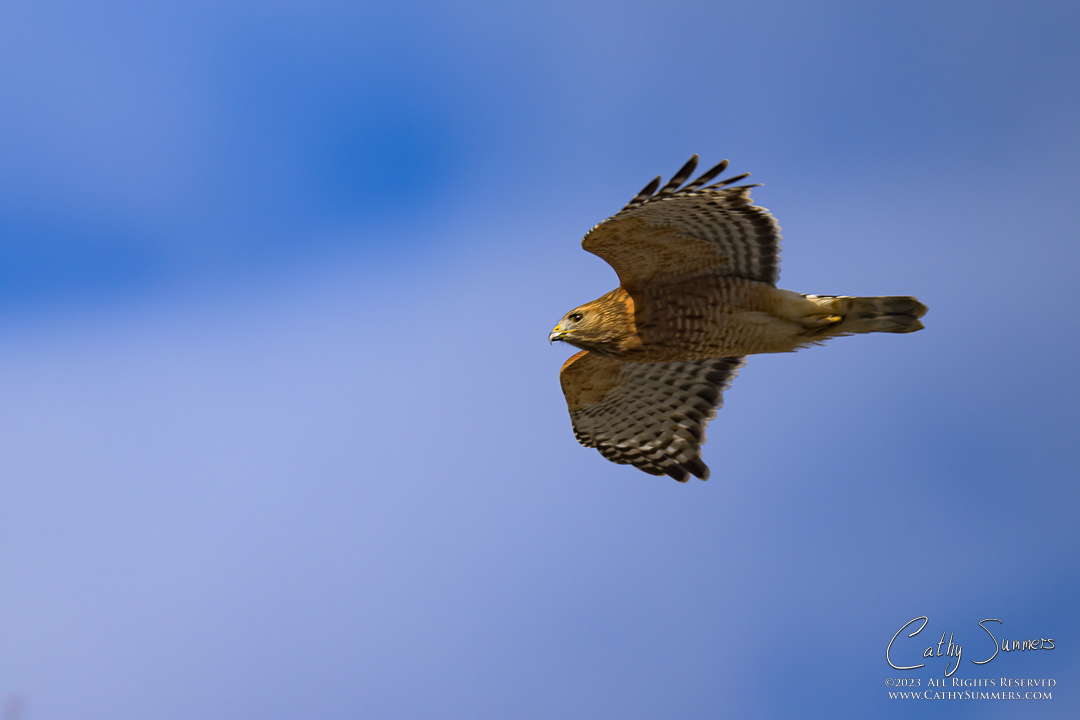 Red Shouldered Hawk at Huntley Meadows