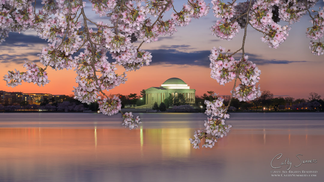 Jefferson Memorial at Dawn at the Tidal Basin  with Cherry Trees in Full Bloom