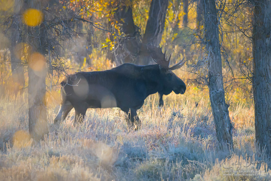 Bull Moose on an Autumn Morning in Grand Teton National Park