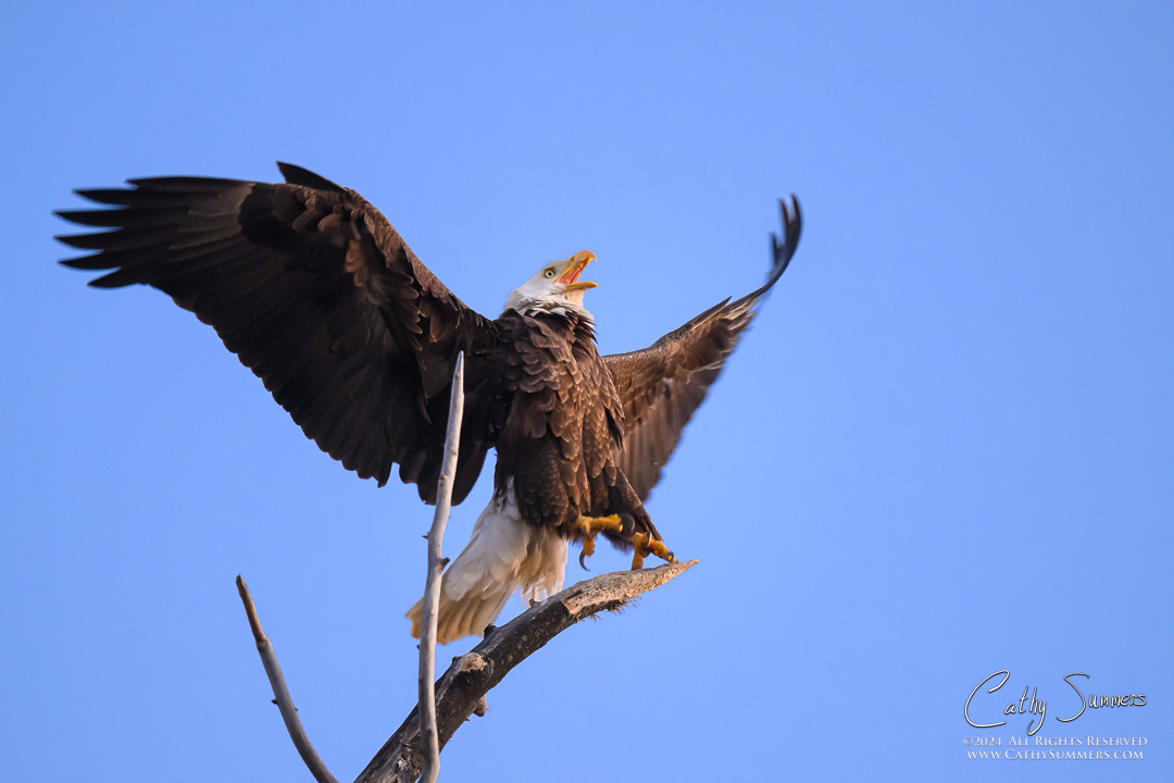 Bald Eagle Reacts as Osprey Approaches