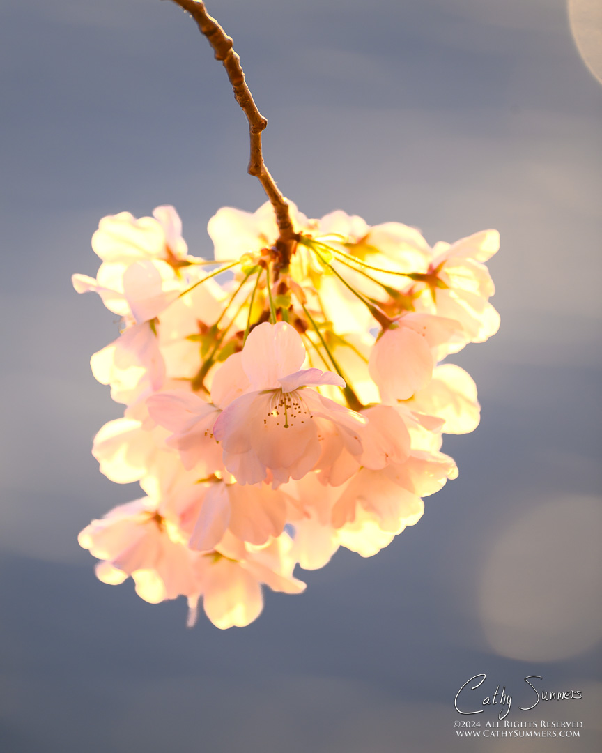 Backlit Cherry Blossoms