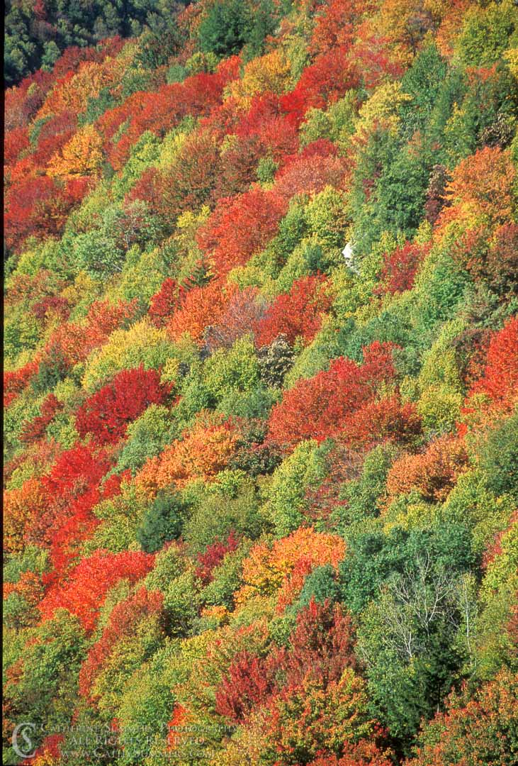 Title: Wind in the Trees, Blackwater Canyon #1; Keywords: autumn, Blackwater Canyon, multiple exposure, trees, vertical, West Virginia, wind