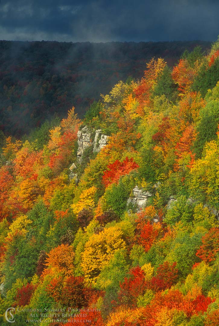 Title: Storm Approaching, Autumn Morning Along the Blackwater Canyon; Keywords: autumn, Blackwater Canyon, storm, trees, vertical, West Virginia