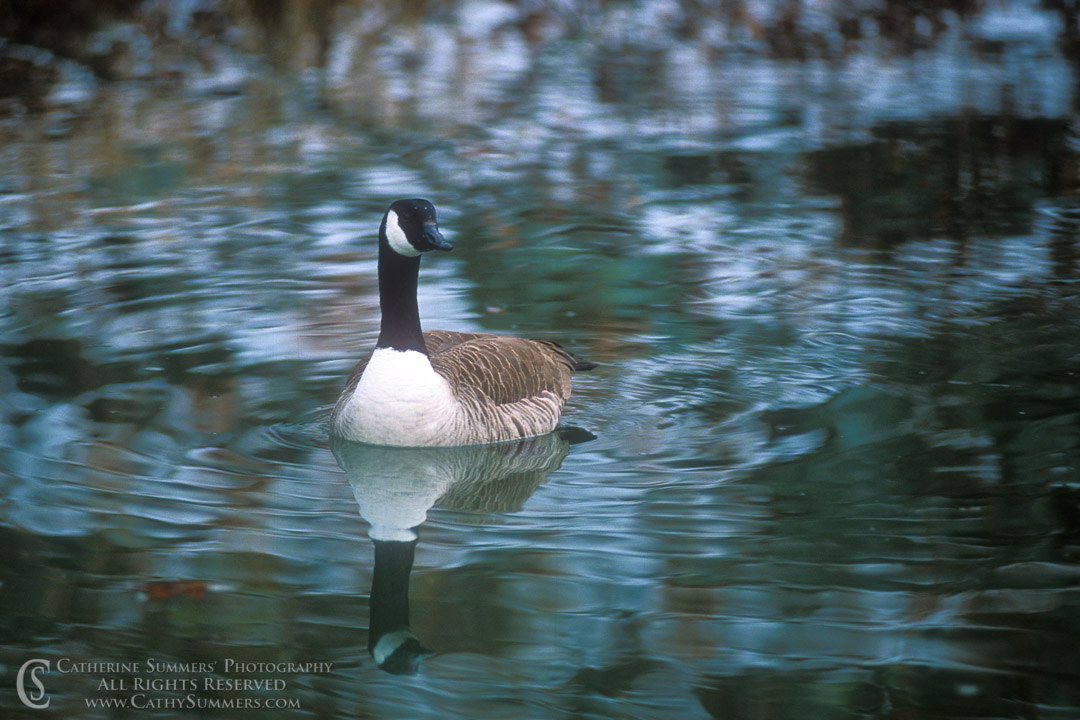 Canadian Goose in C&O Canal: Chesapeake & Ohio Canal, National Historic Park, Maryland