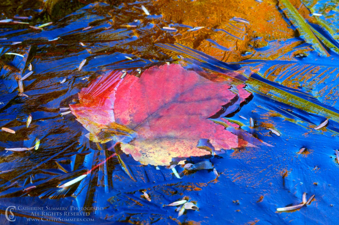 AM_2000_001: reflection, horizontal, autumn, New Hampshire, White Mountains, swift river, macro, maple