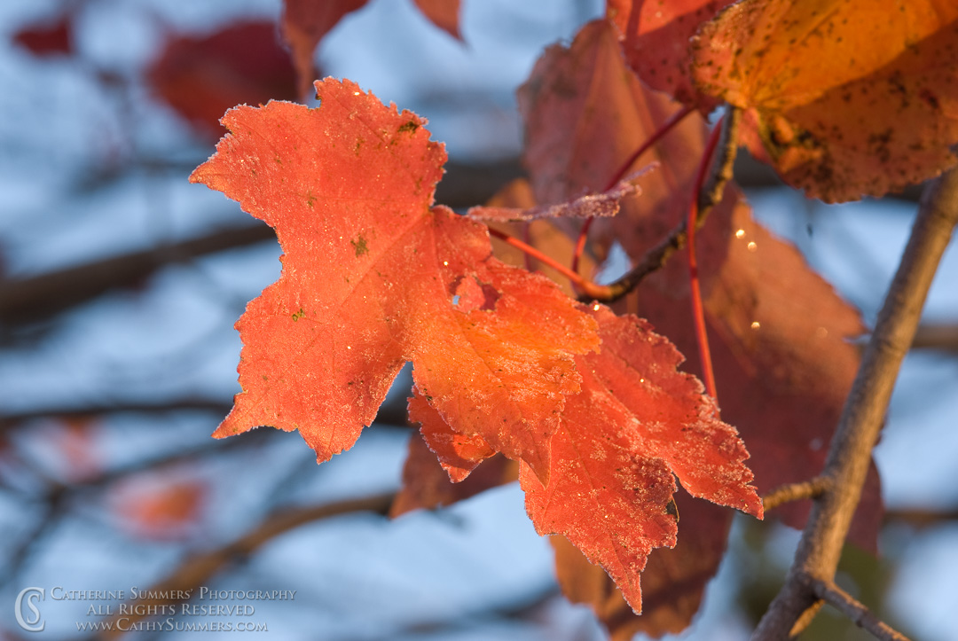 Title: Frosted Leaf #2; Keywords: autumn, frost, horizontal, leaves, macro