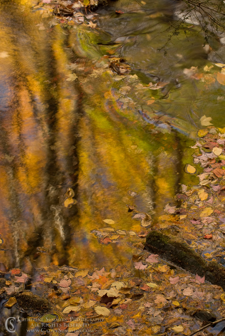 AR_2007_004: vertical, reflection, autumn, West Virginia, Seneca Creek