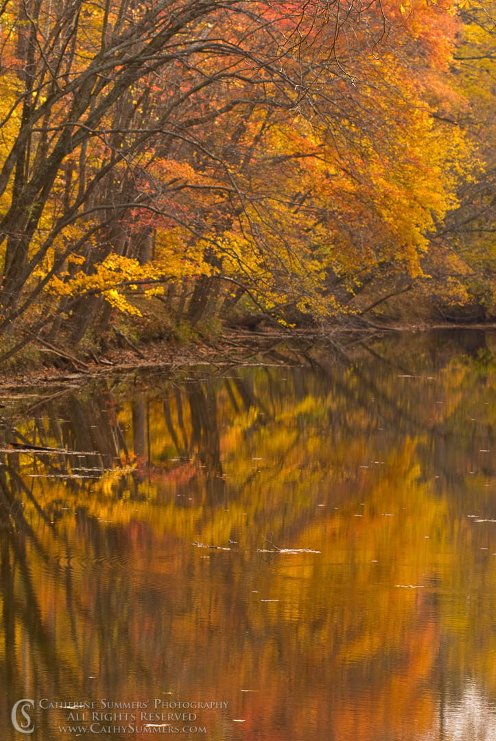 Autumn Trees and Reflections in the C&O Canal: Great Falls National Park, Virginia