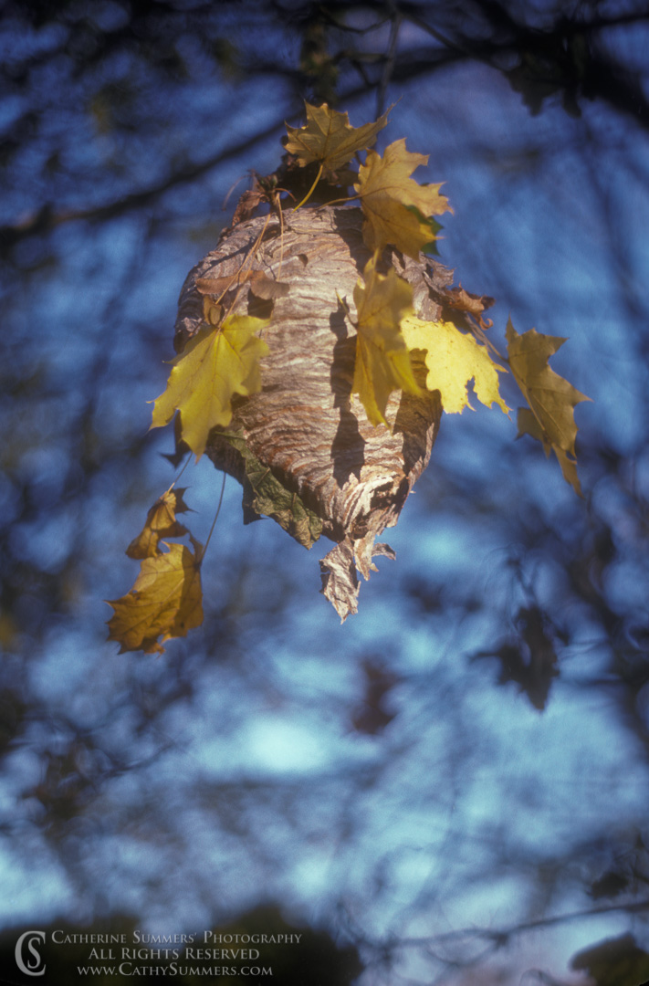 Title: Bees Nest; Keywords: autumn, bee nest, maple, vertical, Virginia