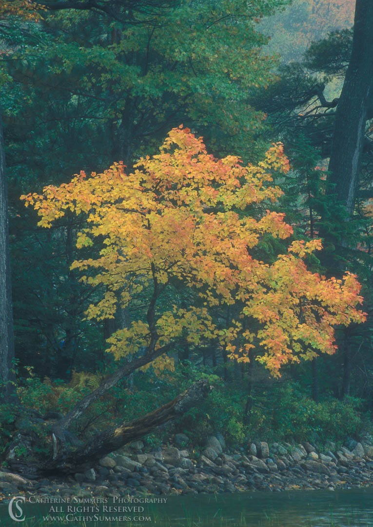 Title: Maple Tree in Rain; Keywords: Acadia, autumn, maple, rain, vertical, yellow