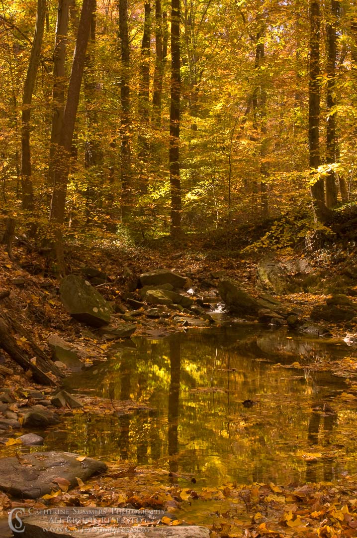Autumn Afternoon Along a Stream: Virginia