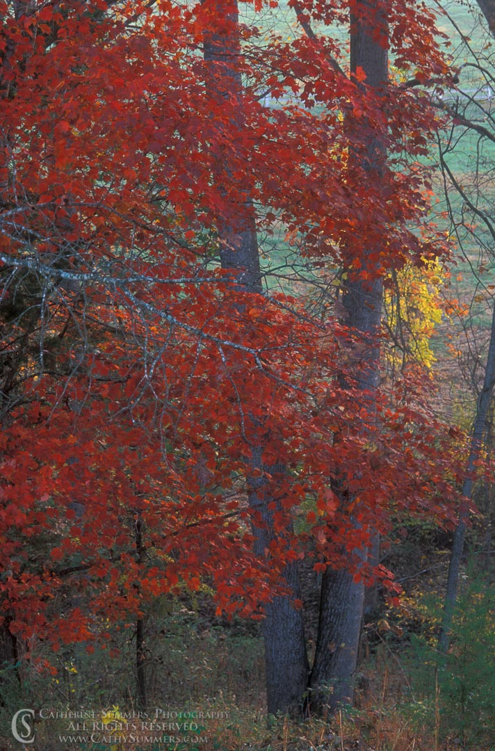 Title: Maple Tree on an Autumn Morning; Keywords: autumn, maple, vertical, Virginia